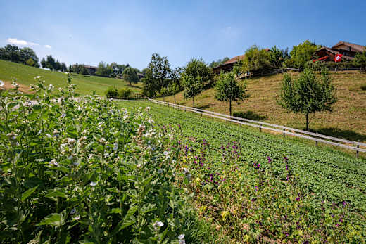Kräuterfeld in Hergiswil bei Willisau