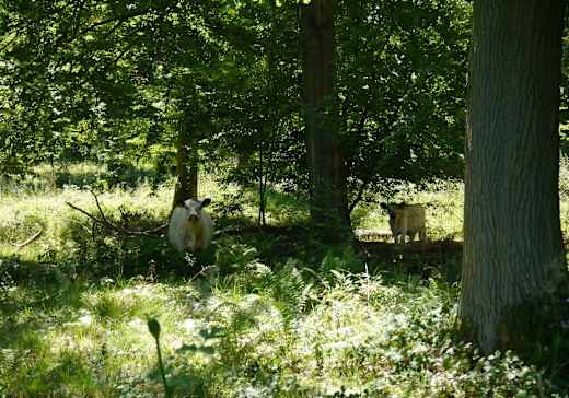 Königsallee/Hutewald