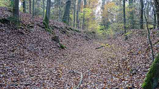 Erlebnisstation 6 - Wald-Wege