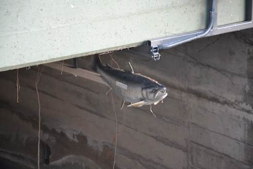 Treppen für Lachs und Biber!