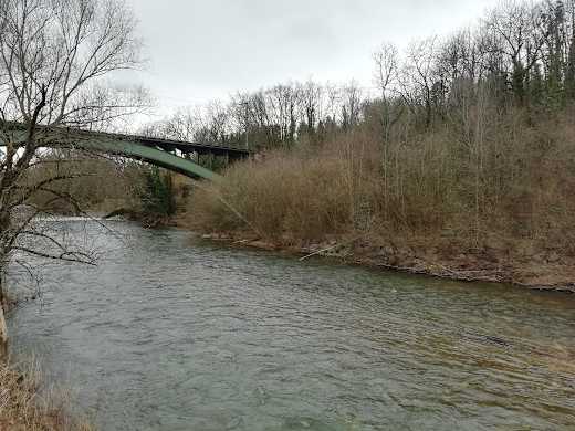 Hinweise auf einen Biber an der Wiese