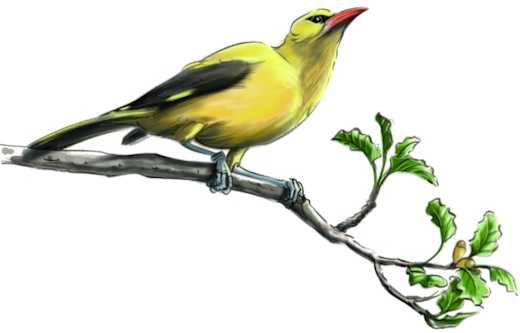 Illustration des Pirol