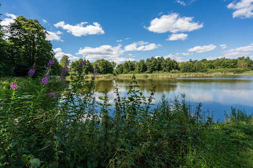Der Röseteich in Walkenried