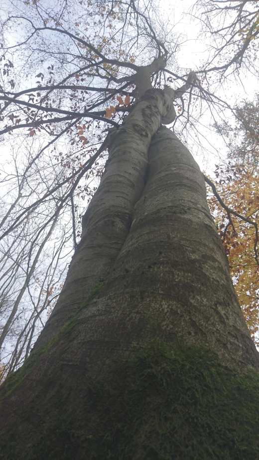Umschlungenen Buchen am Eichenbergweg