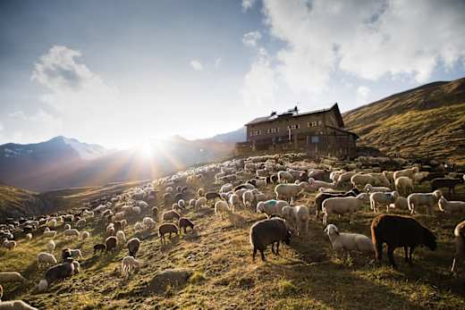Schafübertrieb Martin Busch Hütte