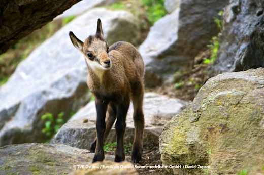Erlebniswelt Assling mit Wildpark