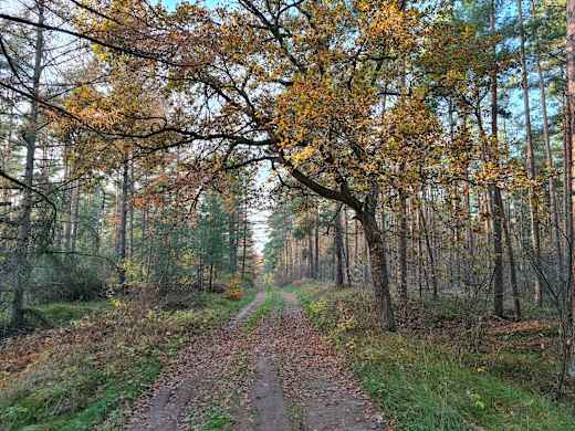 Wald-Tour