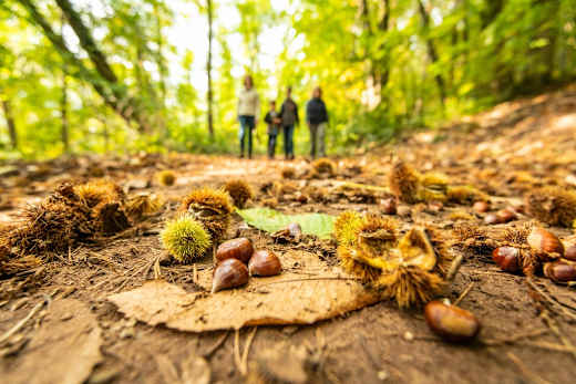 Im Herbst auf dem Keschde-Erlebnisweg
