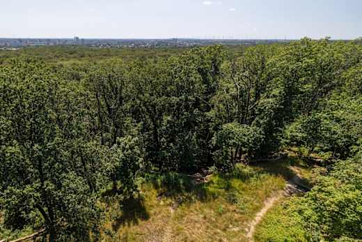 Wald der Dölauer Heide bei Halle