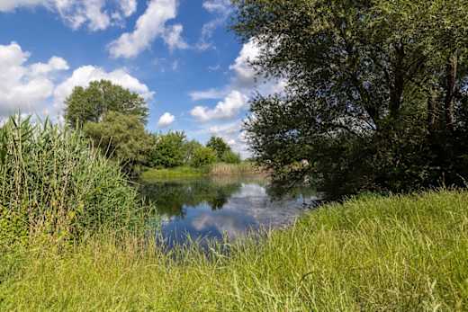 Idyllische Saale umrahmt von Gräsern und Bäumen im Unteren Saaletal
