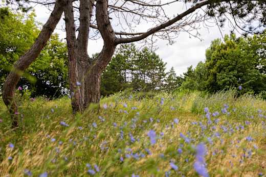 Wildblumenwiese im Stadtpark am Kinderdorf in Halle