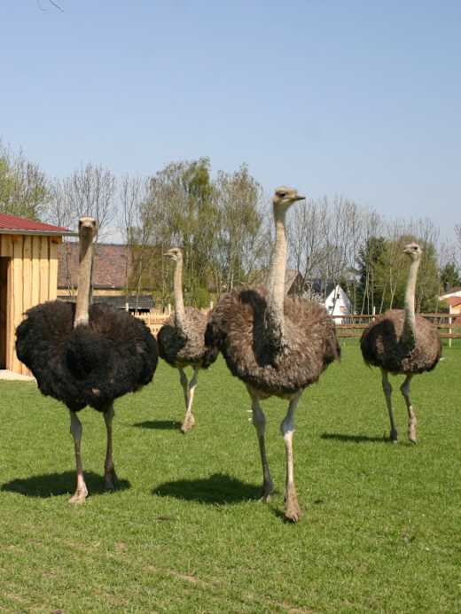 Straußenfarm Burkhardt