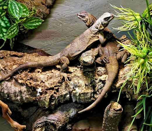 Reptilienzoo Scheidegg