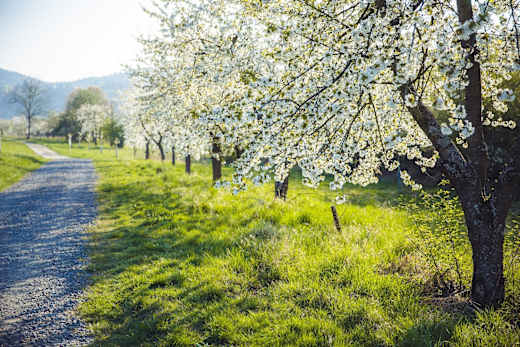 Kirschblüte in Frauenstein