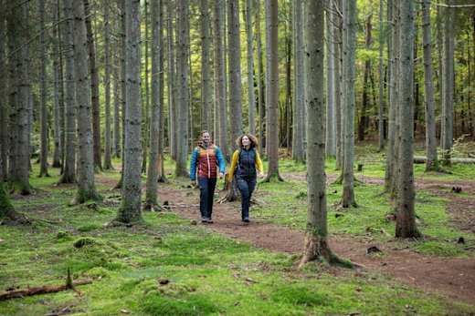 Durch den Kiefernwald an bemoosten Wegen vorbei