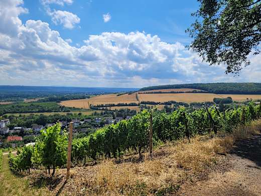 Weinbergsblick