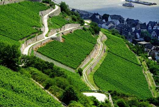 Rheingau – Rheinsteig