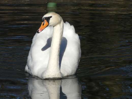 Schwanenteich in Höfen