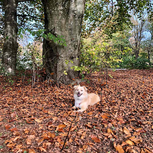 Hündin Fenja am Salzachsee