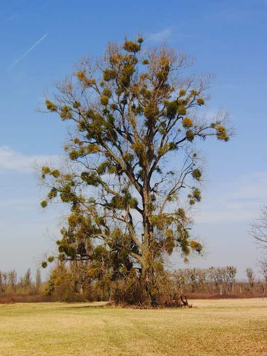 Gewaltiger Baum mit Misteln auf einer Wiese.
