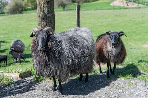 Bonefelder Heidschnucken (3)