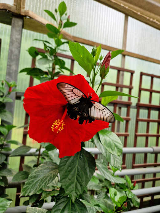 Schmetterling