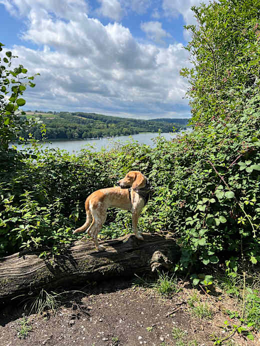 Baldeneysee & Burgruine Isenburg