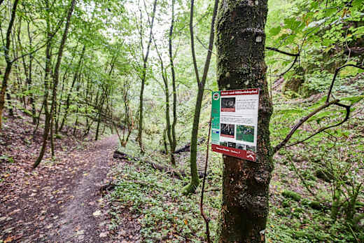 Station 7 des Karstlehrpfads in Breitscheid