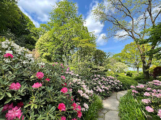 Rhododendren im Asiatischen Garten im Freizeitzentrum Finkenrech