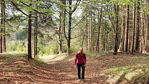 Dahinwandern im Buchenwald