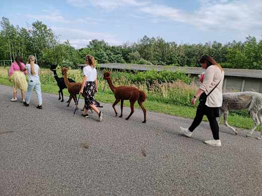Alpakawanderung, Foto: Christine Berthold, Lizenz: Weggefährten