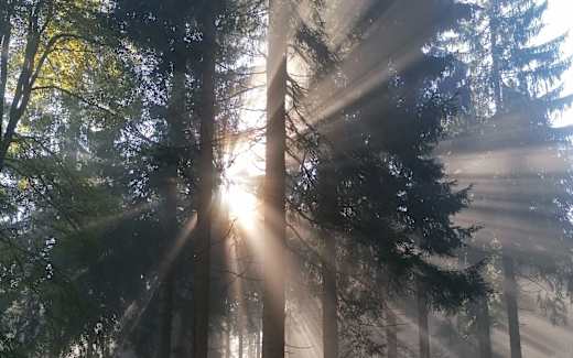 Waldbaden - Lichtspiel im Wald, Foto: Harriett Rudolph