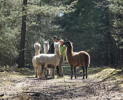 Wandern mit Lamas und Alpakas, Foto: Janin Müller, Lizenz: Sandra Müller, WanderLamas Bagenz