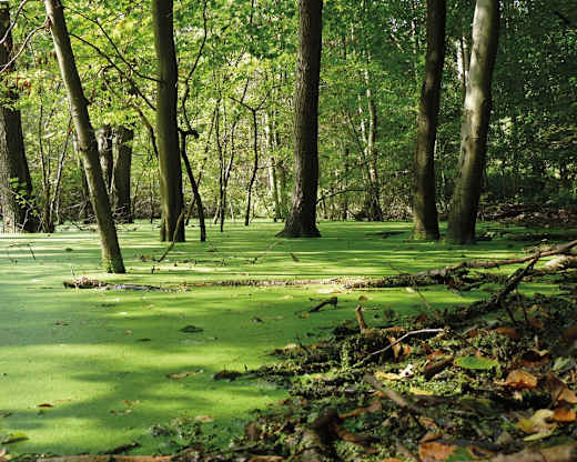 Weltnaturerbe Buchenwald Grumsin, Foto: TVA