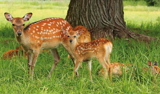 Allensbach, Wild- und Freizeitpark Allensbach
