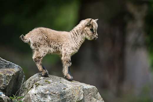 Assling, Wildpark Assling