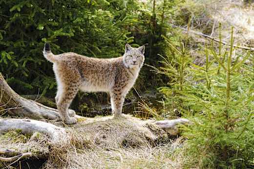 Bad Harzburg, Luchsgehege an den Rabenklippen