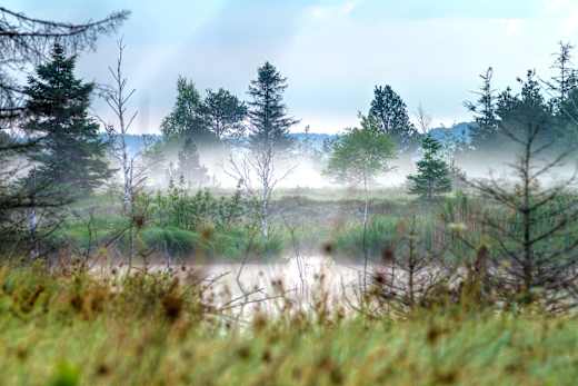 Bad Wurzach, Wurzacher Ried