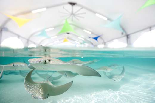 Chicago, IL, Shedd Aquarium