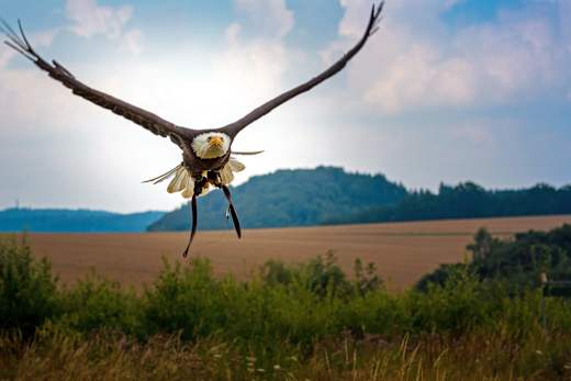 Harzgerode - Güntersberge, Eulenwelt-Falkenhof-Harz