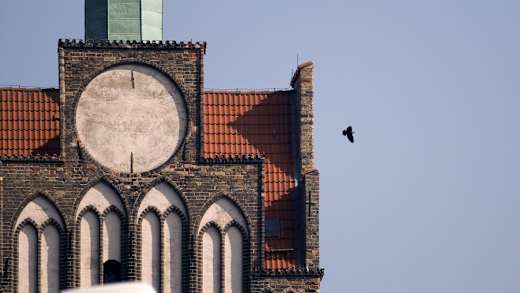 Torvogel