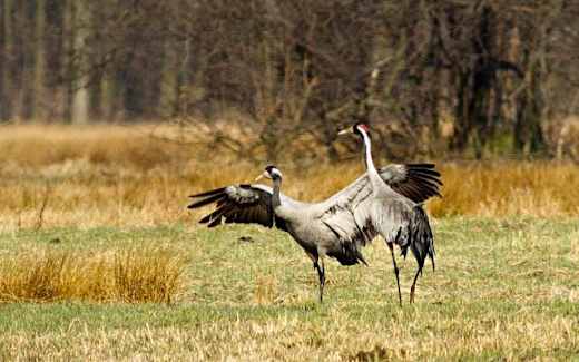 Kranichrast, Foto: TMB-Fotoarchiv/Peter Becker