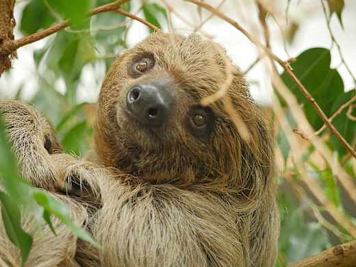 Faultier Carlo, Foto: Zoo Hoyerswerda