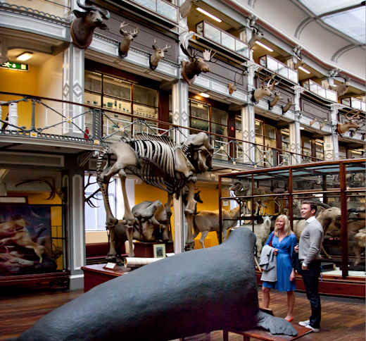 Dublin, National Museum - National History