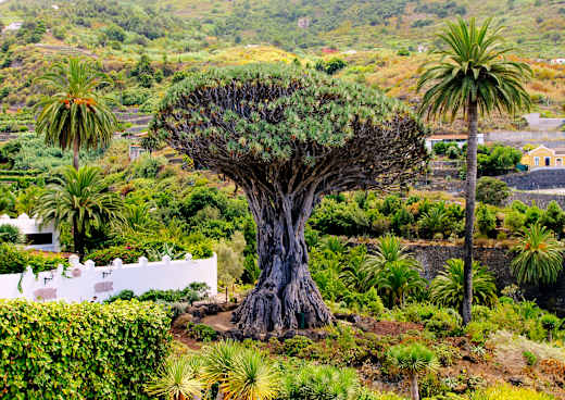 Icod de los Vinos, Drago Milenario