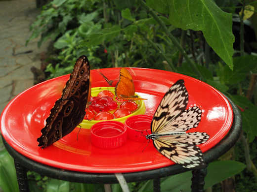 Icod de los Vinos, Mariposario del Drago