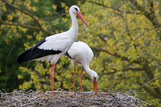 Knokke-Heist, Het Zwin