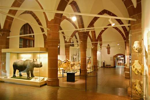 Mainz, Naturhistorisches Museum