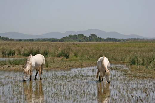 Ca'n Picafort, Naturpark S'Albufera