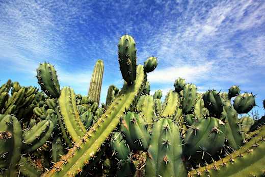 Ses Salines, Botanicactus